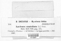 Scutellinia scutellata image